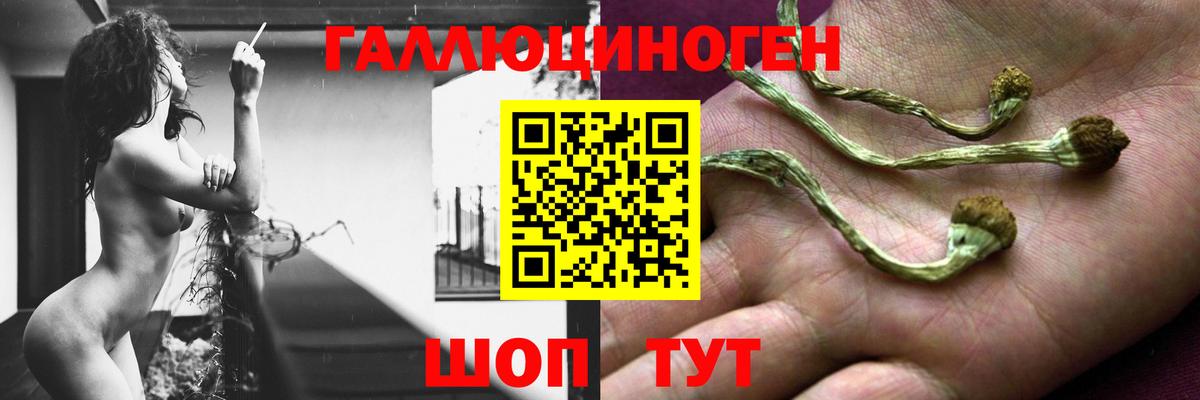 Галлюциногенные грибы GOLDEN TEACHER  Вход с VPN  Светлоград  Псилоцибиновые грибы GOLDEN TEACHER 